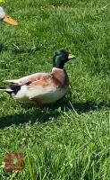 MALE ABACOT CALL DUCK - 3