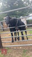 2 FEMALE ANGLO-NUBIAN PEDIGREE GOATS