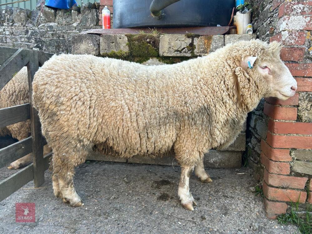 PEDIGREE POLL DORSET 2T RAM