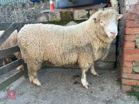 PEDIGREE POLL DORSET 2T RAM - 2