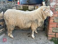 PEDIGREE POLL DORSET 2T RAM - 5