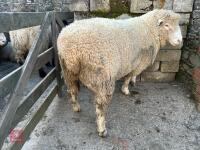 PEDIGREE POLL DORSET 2T RAM - 6