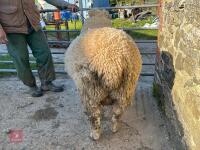 PEDIGREE POLL DORSET 2T RAM - 7