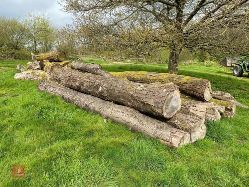 LARGE PILE OF CHILEAN BEECH