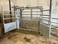IAE GALVANISED CATTLE CRUSH - 3