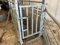 IAE GALVANISED CATTLE CRUSH - 11