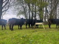 6 ANGUS HEIFERS