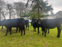 6 ANGUS HEIFERS - 2