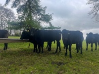 6 ANGUS HEIFERS - 3