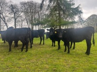 6 ANGUS HEIFERS - 4