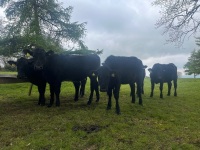 6 ANGUS HEIFERS - 5