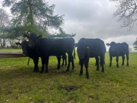 6 ANGUS HEIFERS - 7