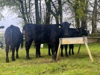 6 ANGUS HEIFERS - 8