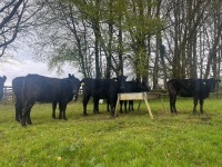 6 ANGUS HEIFERS - 10