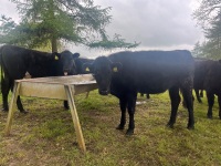 6 ANGUS HEIFERS - 11