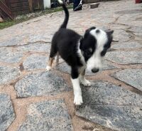 1 COLLIE DOG PUPPY