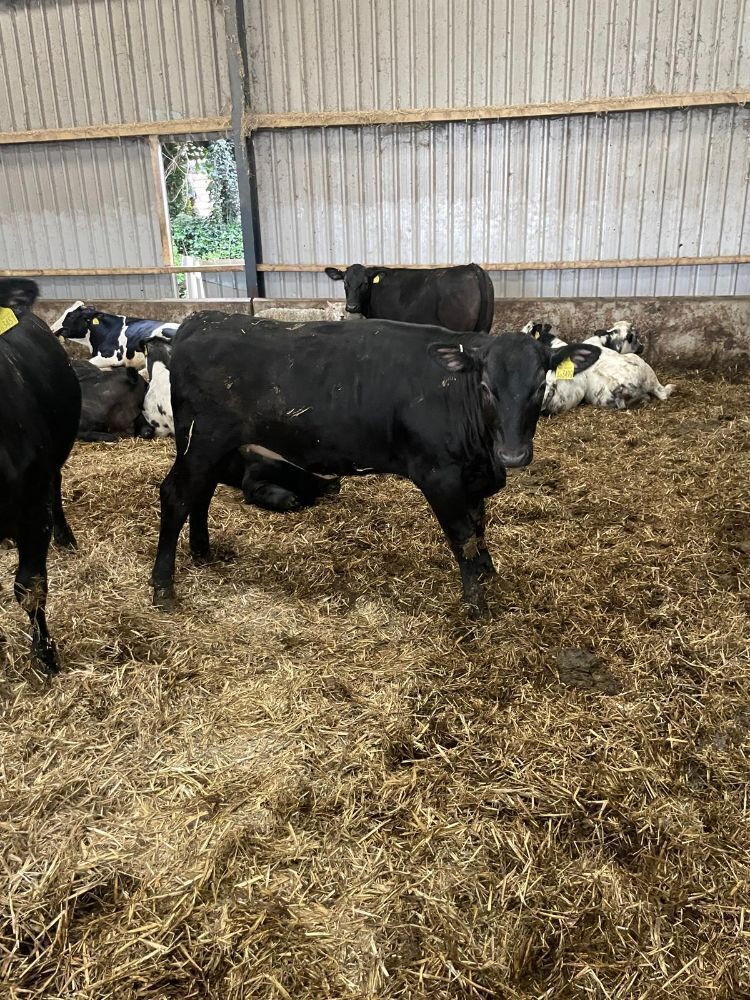 16 7-9mo ABERDEEN ANGUS X HEIFERS