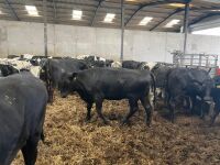 16 7-9mo ABERDEEN ANGUS X HEIFERS - 2