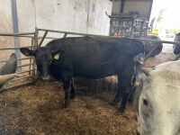 16 7-9mo ABERDEEN ANGUS X HEIFERS - 3