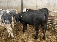 16 7-9mo ABERDEEN ANGUS X HEIFERS - 4