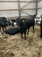 16 7-9mo ABERDEEN ANGUS X HEIFERS - 7