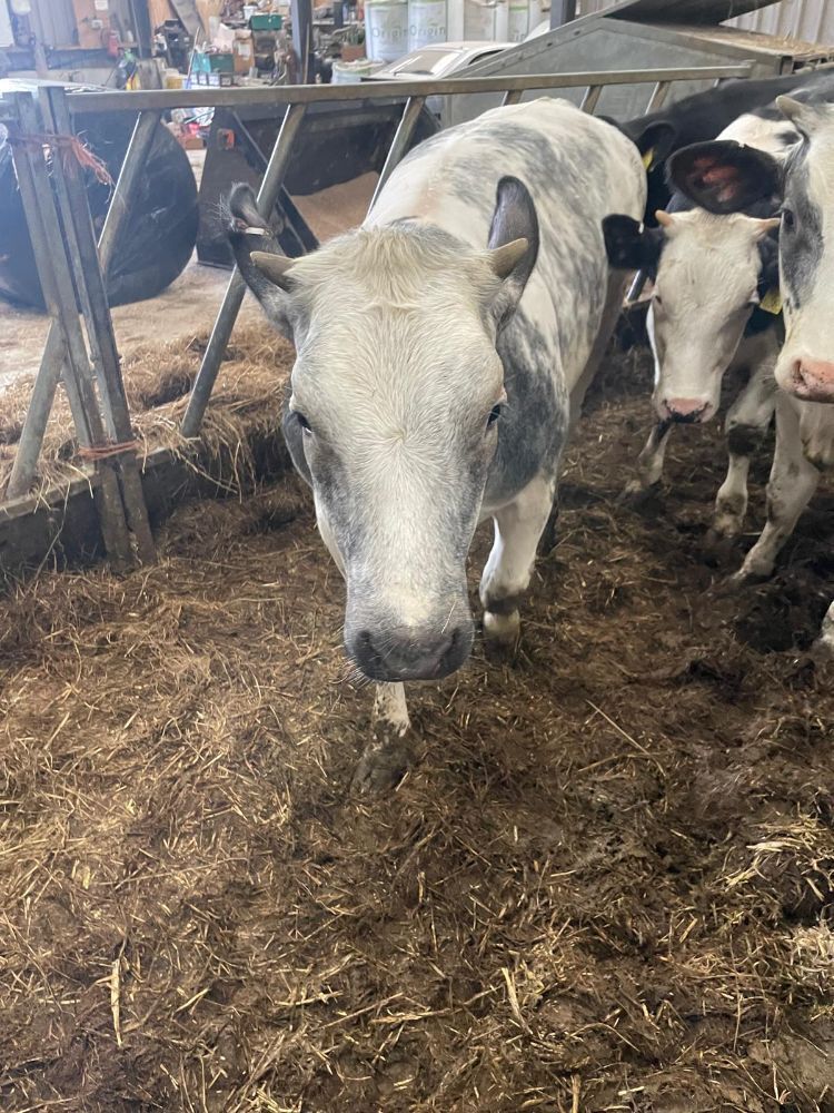 12 7-9mo BRITISH BLUE X HEIFERS