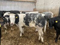 12 7-9mo BRITISH BLUE X HEIFERS - 3