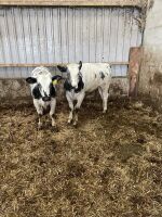 12 7-9mo BRITISH BLUE X HEIFERS - 8