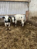 12 7-9mo BRITISH BLUE X HEIFERS - 9