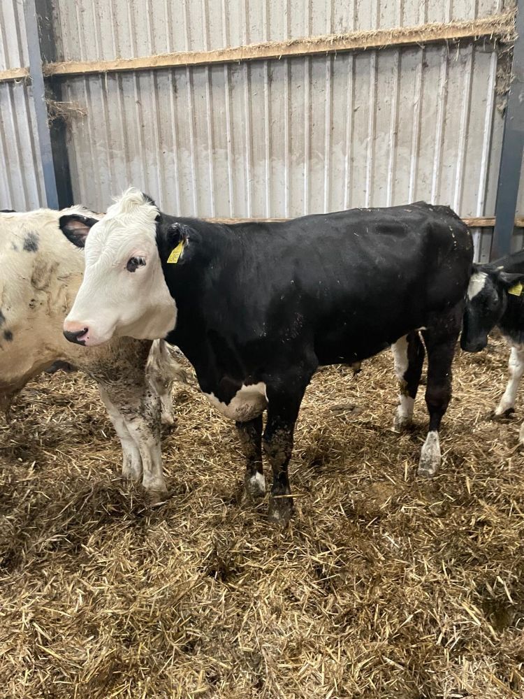 1 8mo HEREFORD X STEER