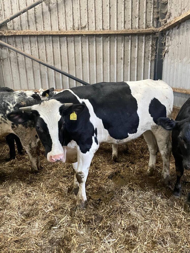 4 8-9mo HOLSTEIN FRESIAN STEERS