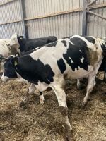 4 8-9mo HOLSTEIN FRESIAN STEERS - 2