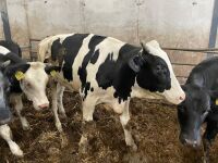 4 8-9mo HOLSTEIN FRESIAN STEERS - 4