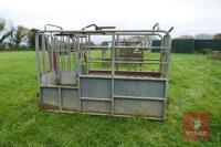 GALVANISED CATTLE CRUSH - 4