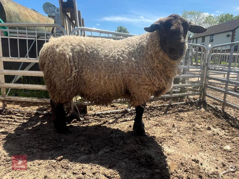 FULL MOUTH SUFFOLK RAM