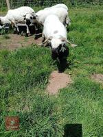 4 PEDIGREE BLACKNOSE VALAIS SHEEP EWES