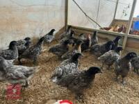 6 14WK BLUEBELL HYBRID PULLETS