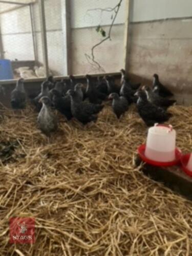 6 14WK SPECKLE MARAN HYBRID PULLETS