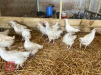 6 14WK LIGHT SUSSEX HYBRID PULLETS