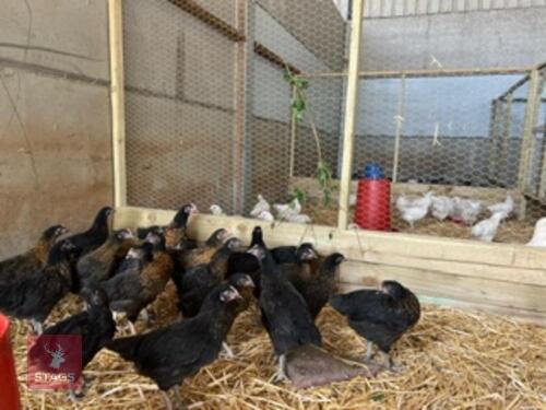 6 14WK BLACK ROCK HYBRID PULLETS