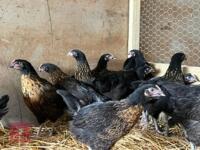 6 14WK BLACK ROCK HYBRID PULLETS - 2