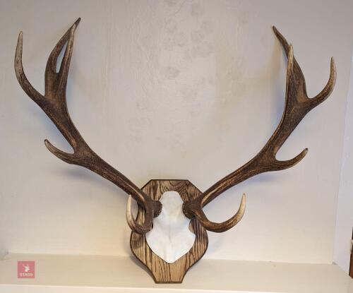 10 POINT EXMOOR RED DEER ANTLERS