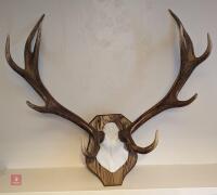 10 POINT EXMOOR RED DEER ANTLERS - 3