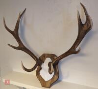 10 POINT EXMOOR RED DEER ANTLERS - 4