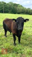 22MO PEDIGREE ABERDEEN ANGUS BULL