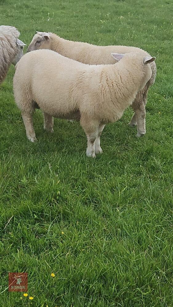 4MO OLD CHARLOIS X TEXEL RAM LAMB