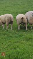 4MO OLD CHARLOIS X TEXEL RAM LAMB - 2