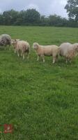 4MO OLD CHARLOIS X TEXEL RAM LAMB - 4