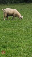 4MO OLD CHARLOIS X TEXEL RAM LAMB - 5