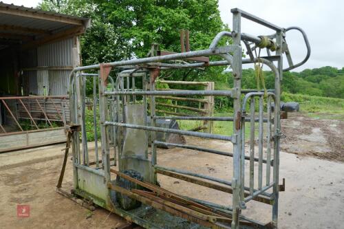 IAE CATTLE CLIPPING CRUSH